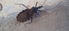 Triatoma gerstaeckeri