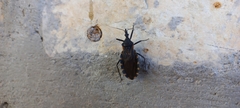 Triatoma gerstaeckeri