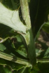 Cirsium