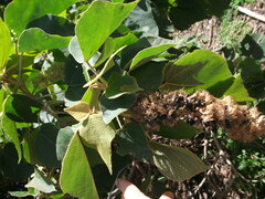 Mallotus mollissimus