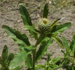 Cirsium