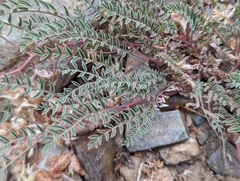 Astragalus lentiginosus semotus