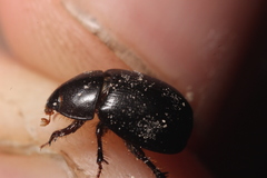 Hybosorus illigeri