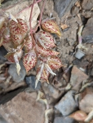 Astragalus lentiginosus semotus