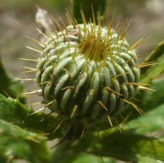 Cirsium
