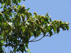 Mallotus mollissimus