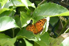 Dione vanillae insularis