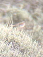 Spizella breweri