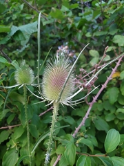 Dipsacus fullonum