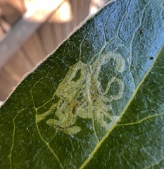 Phytomyza syngenesiae group