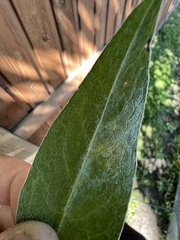 Phytomyza syngenesiae group