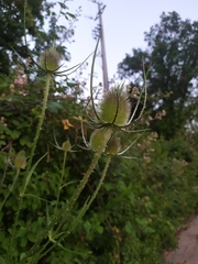 Dipsacus fullonum
