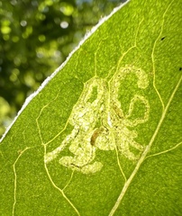 Phytomyza syngenesiae group