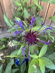 Phytomyza syngenesiae group