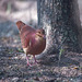 Ruddy Quail-Dove - Photo (c) greglasley, some rights reserved (CC BY-NC), uploaded by Greg Lasley