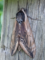 Sphinx ligustri