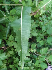 Dipsacus fullonum