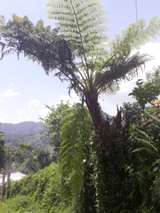 Cyathea costaricensis