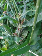 Dipsacus fullonum