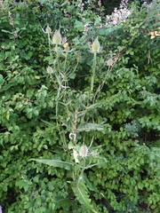 Dipsacus fullonum