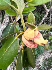 Exobasidium rhododendri