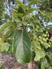 Chionanthus retusus