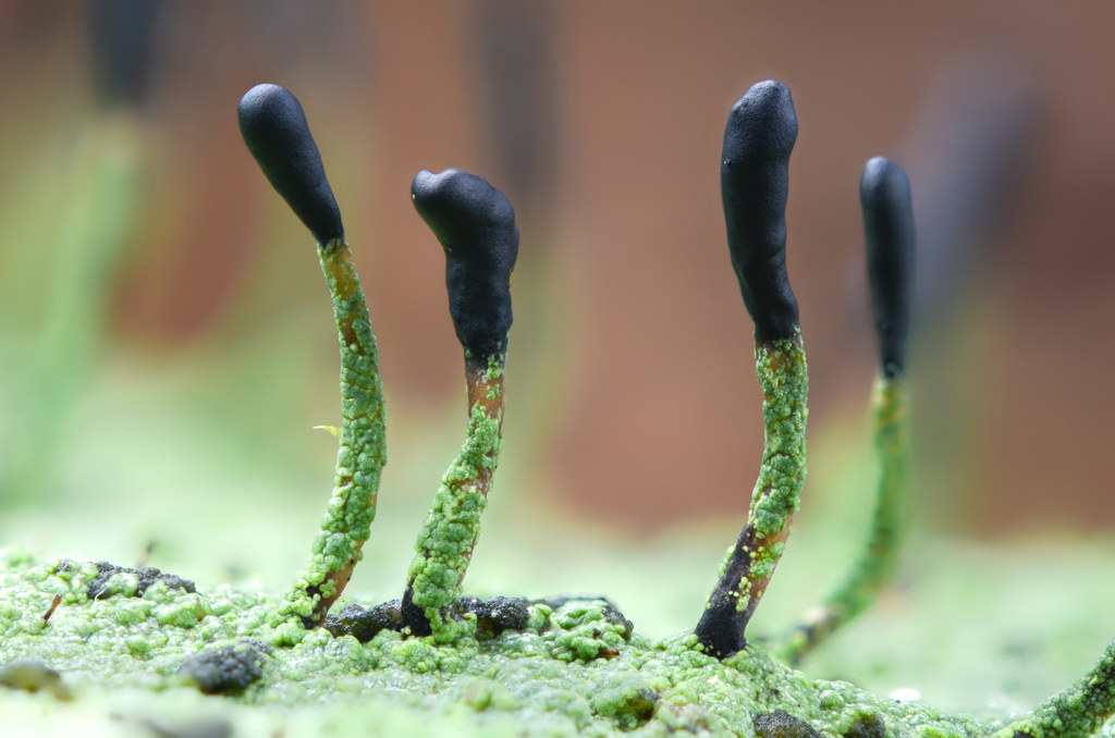 tapered matchstick lichen
