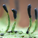 Tapered Matchstick Lichen - Photo (c) corndog, some rights reserved (CC BY-NC), uploaded by corndog