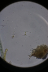 Staurastrum leptocladum