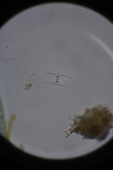 Staurastrum leptocladum