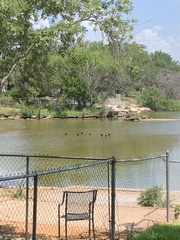 Dendrocygna autumnalis