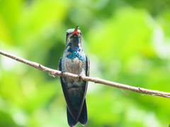 Chlorostilbon lucidus