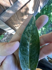 Phytomyza syngenesiae group