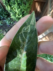 Phytomyza syngenesiae group