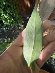 Phytomyza syngenesiae group