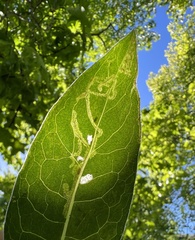 Phytomyza syngenesiae group