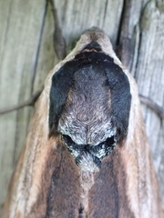 Sphinx ligustri