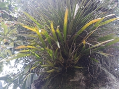 Prosthechea ochracea