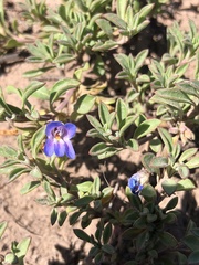 Penstemon caespitosus