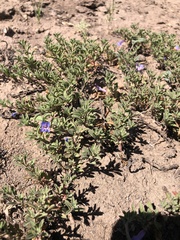 Penstemon caespitosus