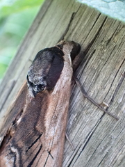 Sphinx ligustri