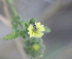 Macrotylus intermedius