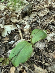 Galearis spectabilis