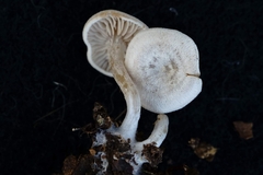Entoloma undatum