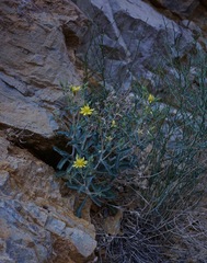 Mentzelia oreophila