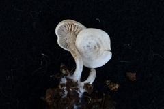Entoloma undatum