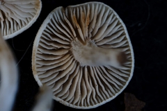 Entoloma undatum