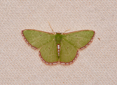 Synchlora pulchrifimbria