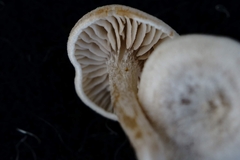Entoloma undatum