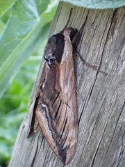 Sphinx ligustri